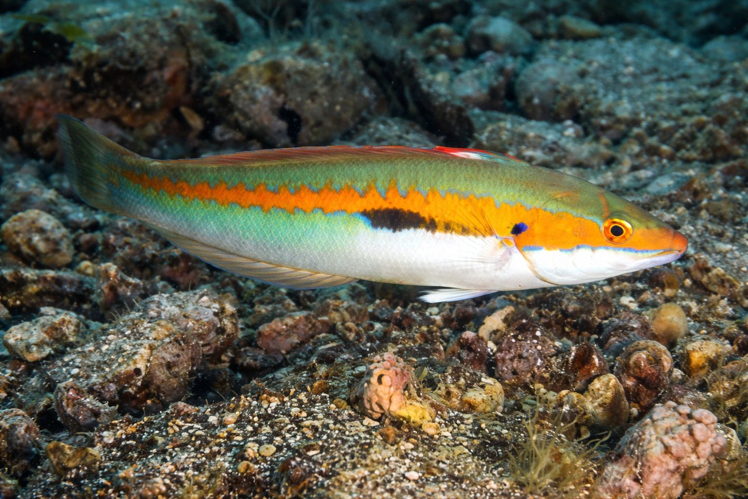 Underwater fish during marine biologist snorkeling tour in Chia, South Sardinia